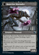 Baneblade Scoundrel // Baneclaw Merodeador [Innistrad: Caza de medianoche] 