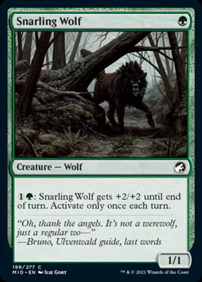 Lobo gruñendo [Innistrad: Caza de medianoche] 