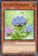 Hortensia Naturia [HAC1-EN107] Común 